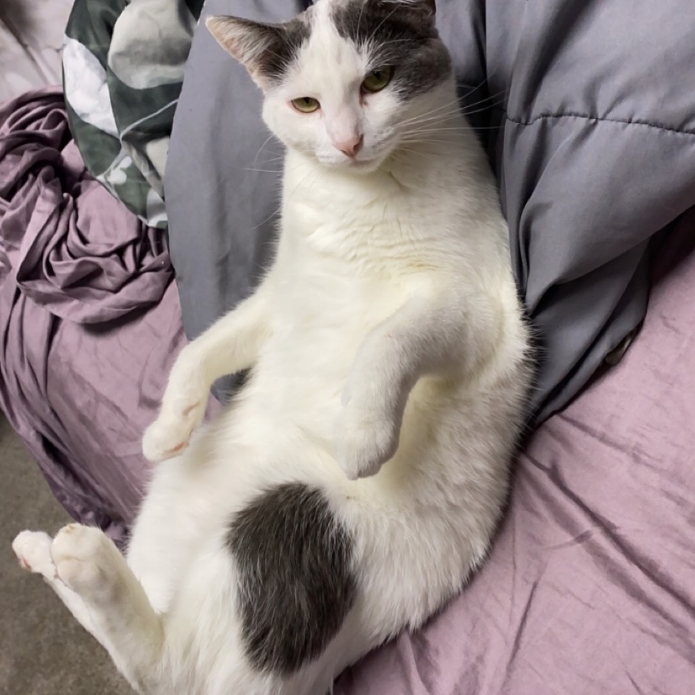 Meet your Posher, Sophia